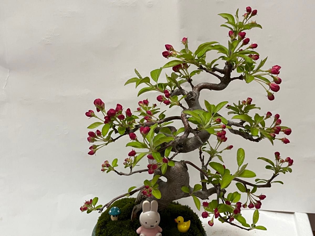 ( 1万円引きお花178 本)姫林檎 (ヒメリンゴ)中品盆栽実生樹齢 12年日本産