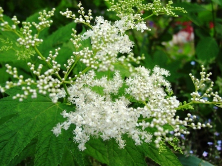 ●山野草 京鹿の子 白 キョウカノコ 茶花 バラ科● _画像1