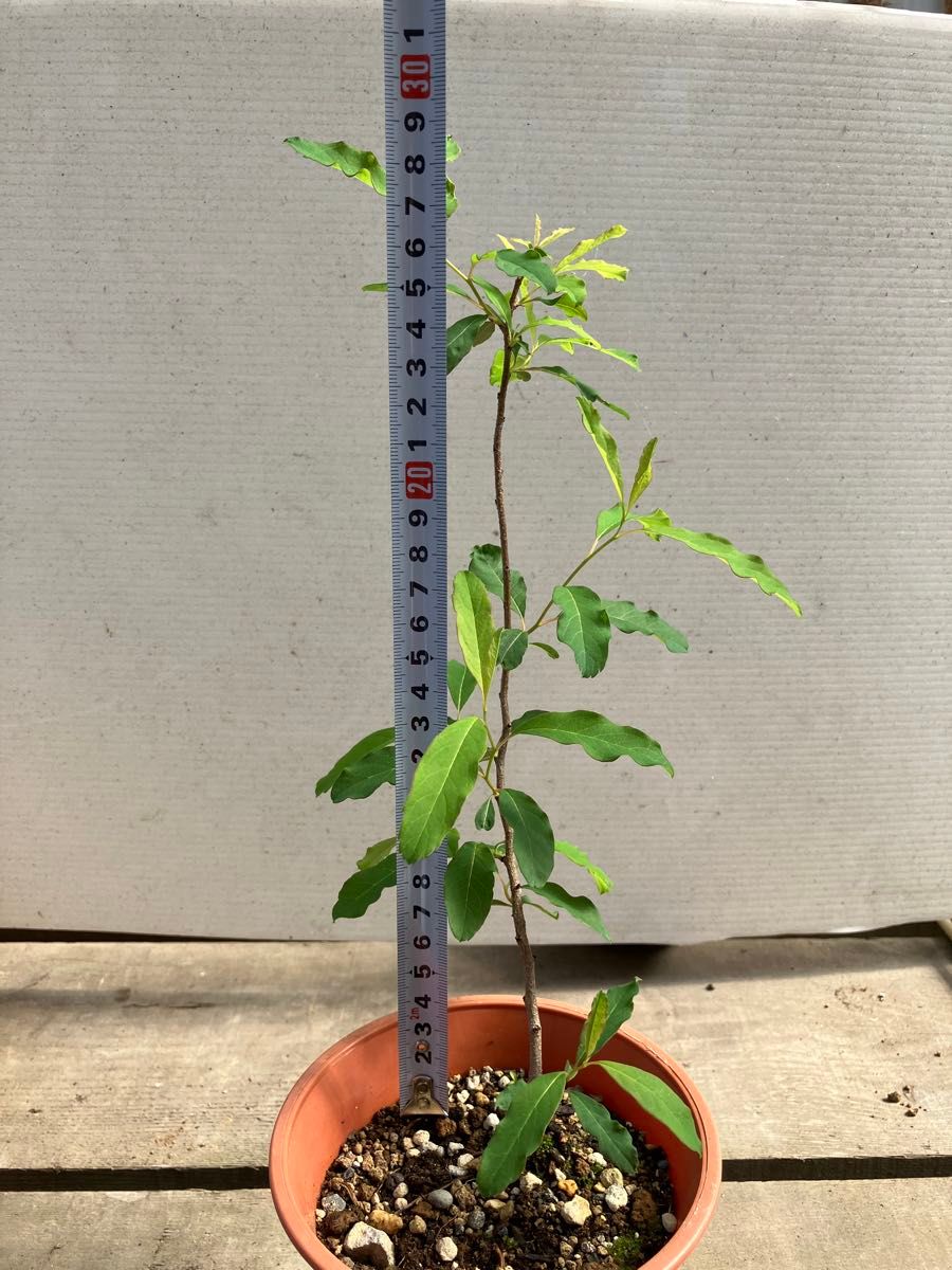利休梅　リキュウバイ　実生苗1本　令和4年発芽