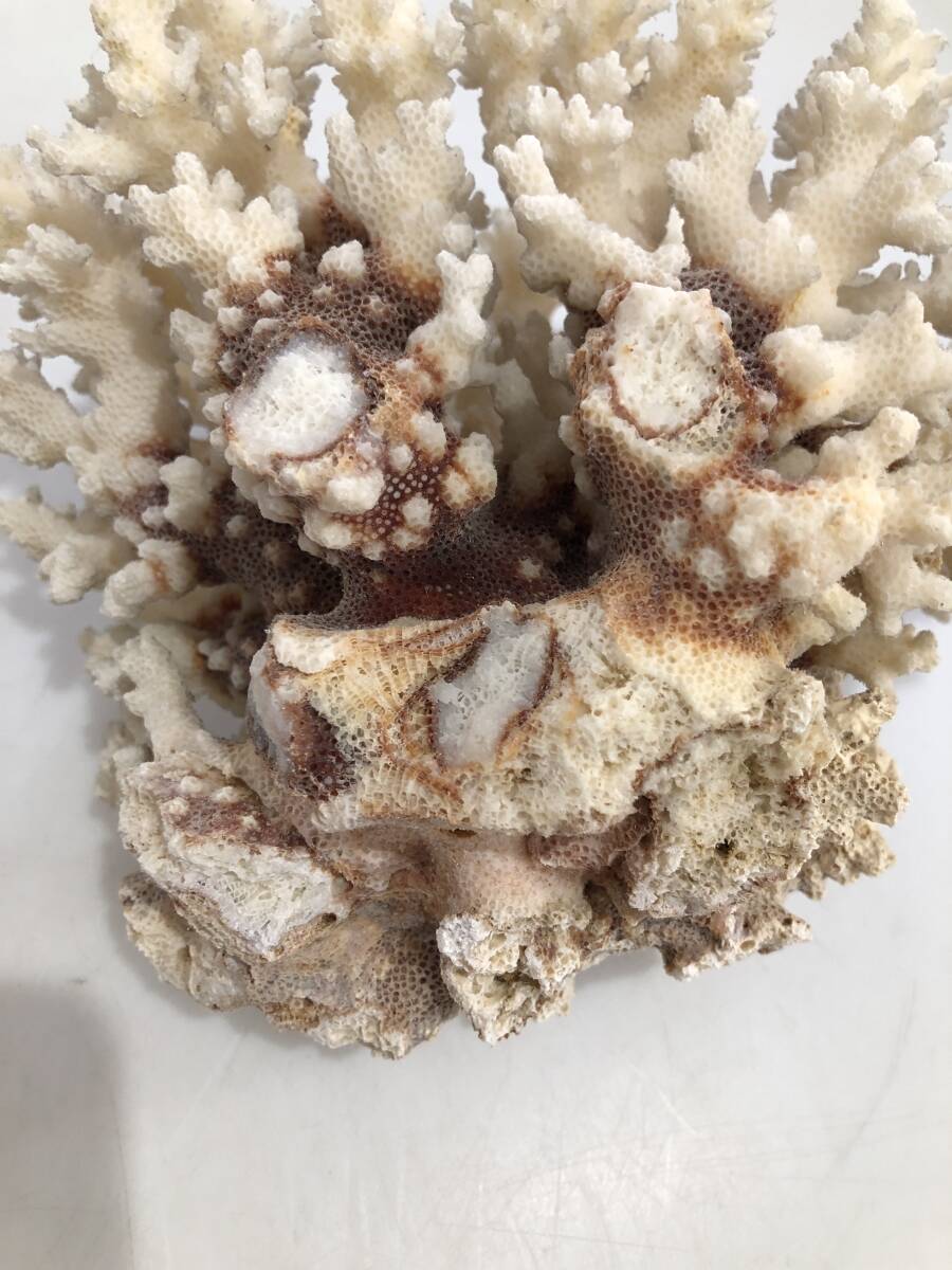 HB203　珊瑚 サンゴ珊瑚礁 飾り インテリア ディスプレイ オブジェ 置物 水槽 アクアリウム_画像8