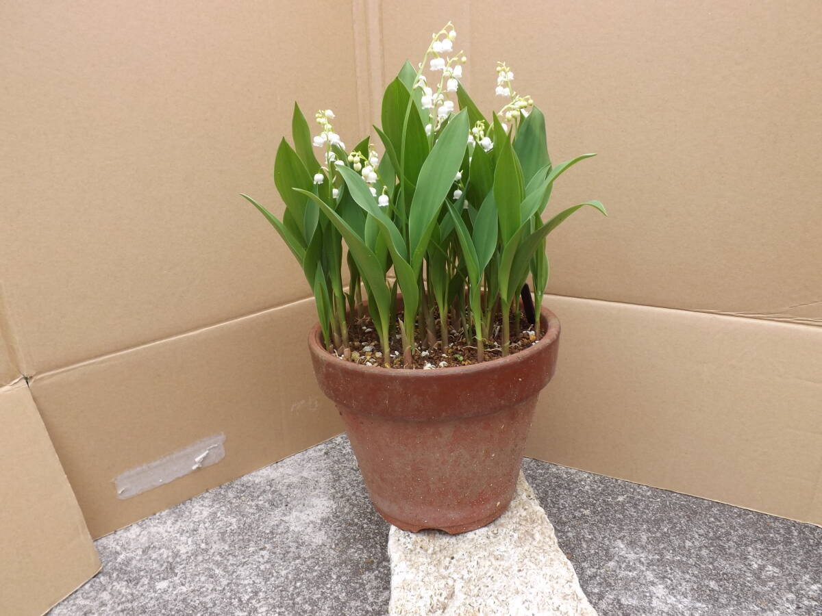 ① Japan .... bell orchid 6 number potted plant 