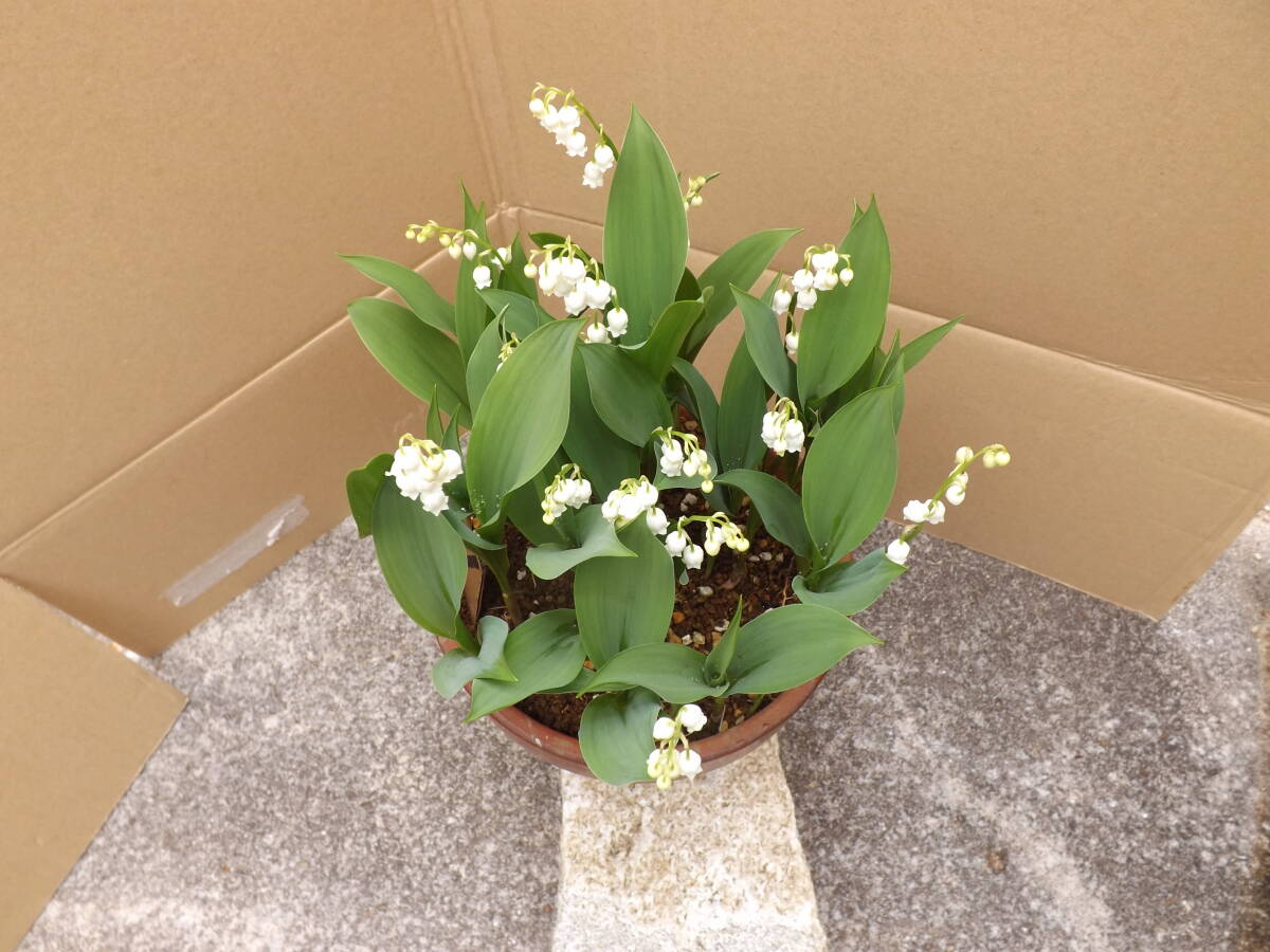 ① Japan .... bell orchid 6 number potted plant 