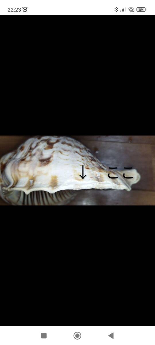 沖縄県産　法螺貝　ほら貝　長さ約２８．５センチ　幅約１３センチ　 匿名配送_画像8