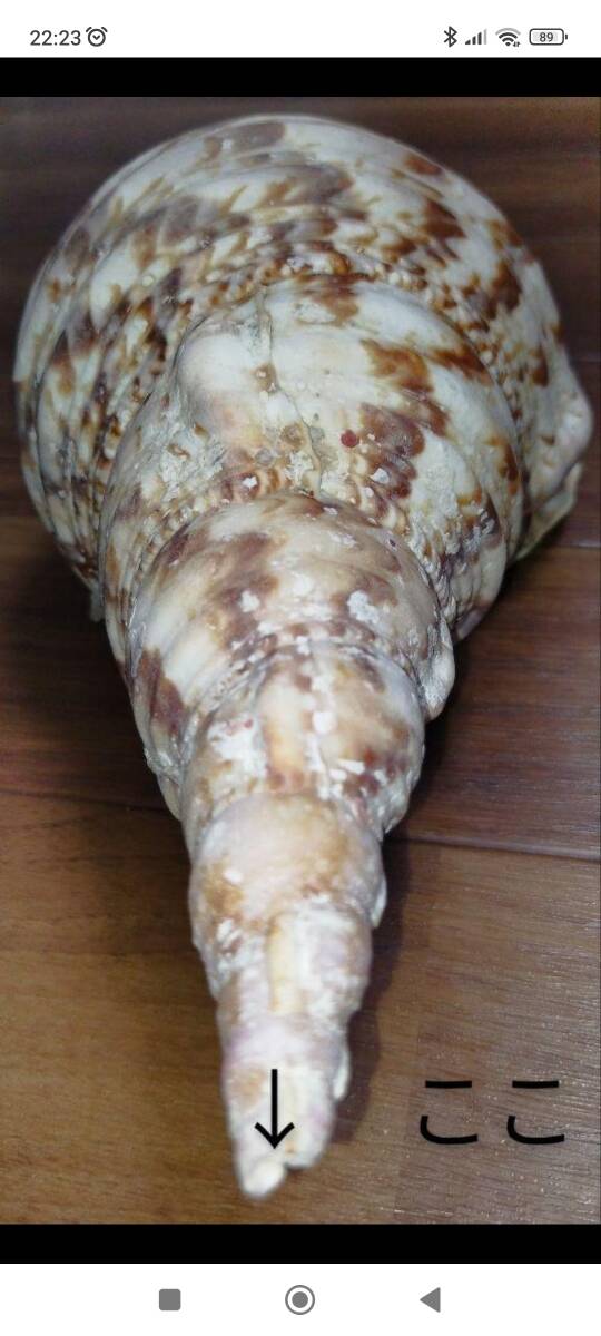 沖縄県産　法螺貝　ほら貝　長さ約２８．５センチ　幅約１３センチ　 匿名配送_画像7