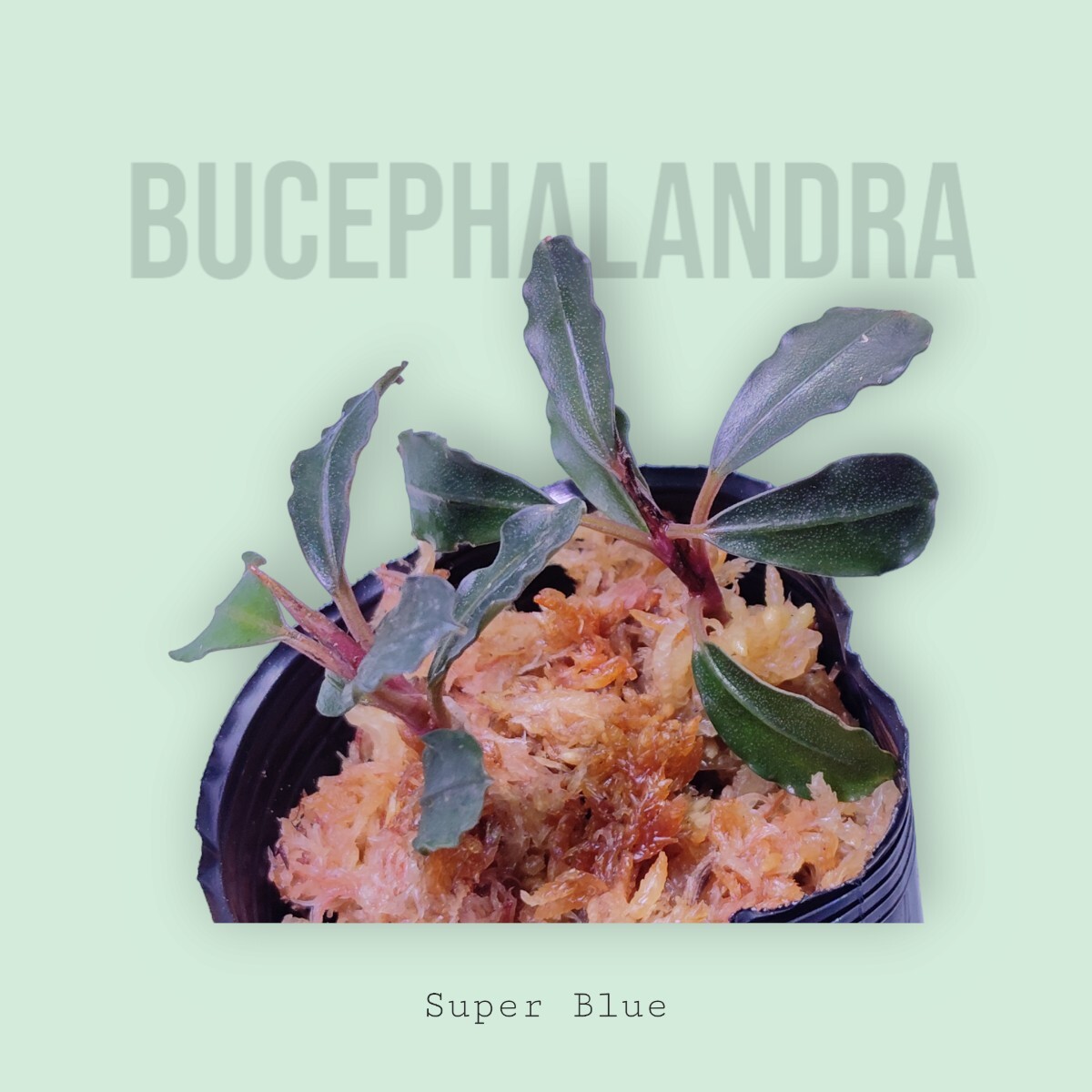 【ブセファランドラ】Bucephalandra sp. Super Blue 水上葉 1スタ GW特価_画像1