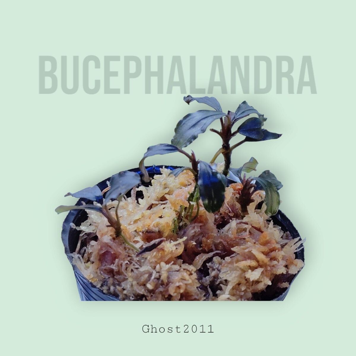 【ブセファランドラ】Bucephalandra sp. Ghost 2011 水上葉【ゴースト】_画像1