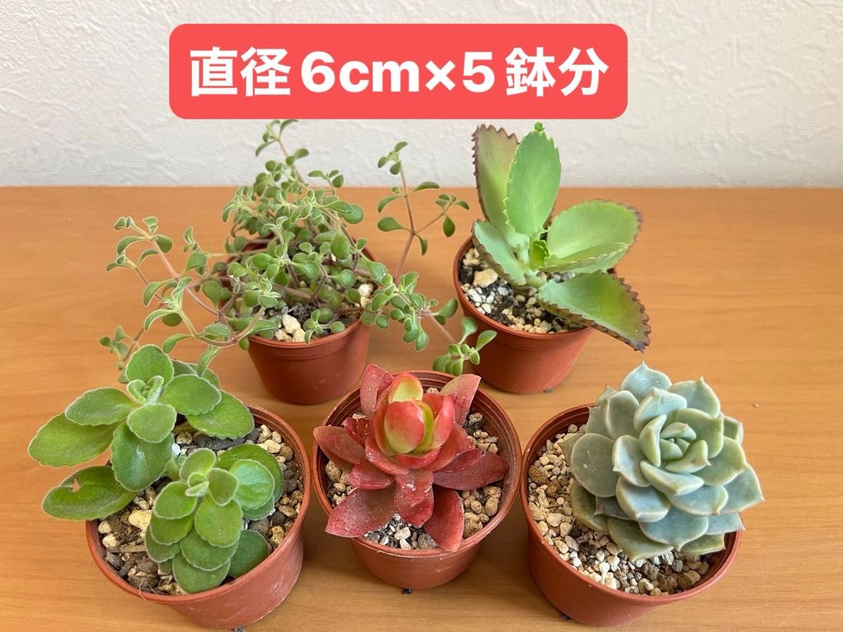 【多肉植物カット苗C】画像そのまま5鉢分♪火祭りアロマティカスブロウメアナ子宝草など★同梱可