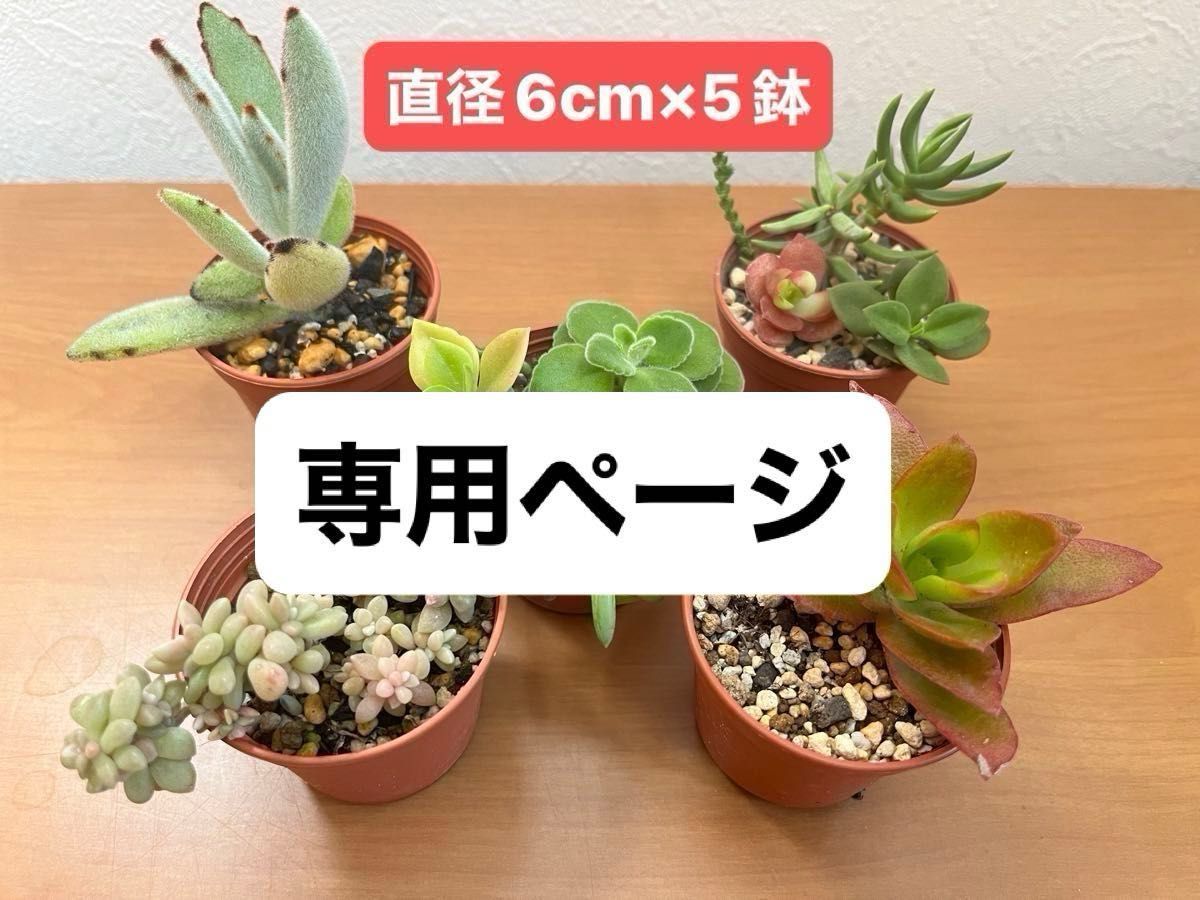 ★koj＊＊＊様専用★多肉植物カット苗B&多肉植物カット苗ボックス