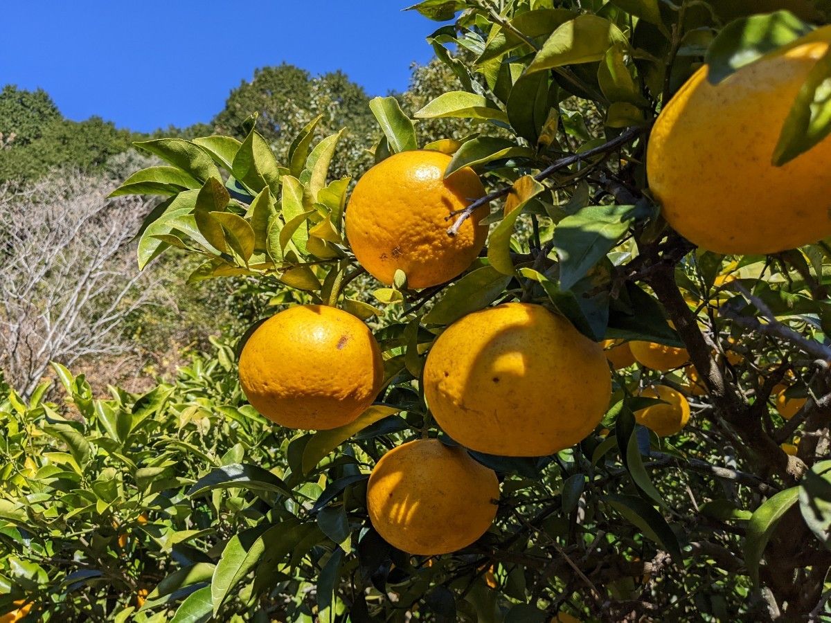 甘夏みかん（無農薬、有機肥料）