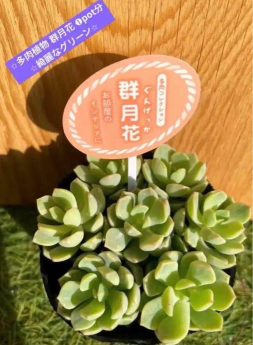 即購入OK！大人気の多肉植物　お得な24苗SET！オマケに葉挿しの葉20枚付き