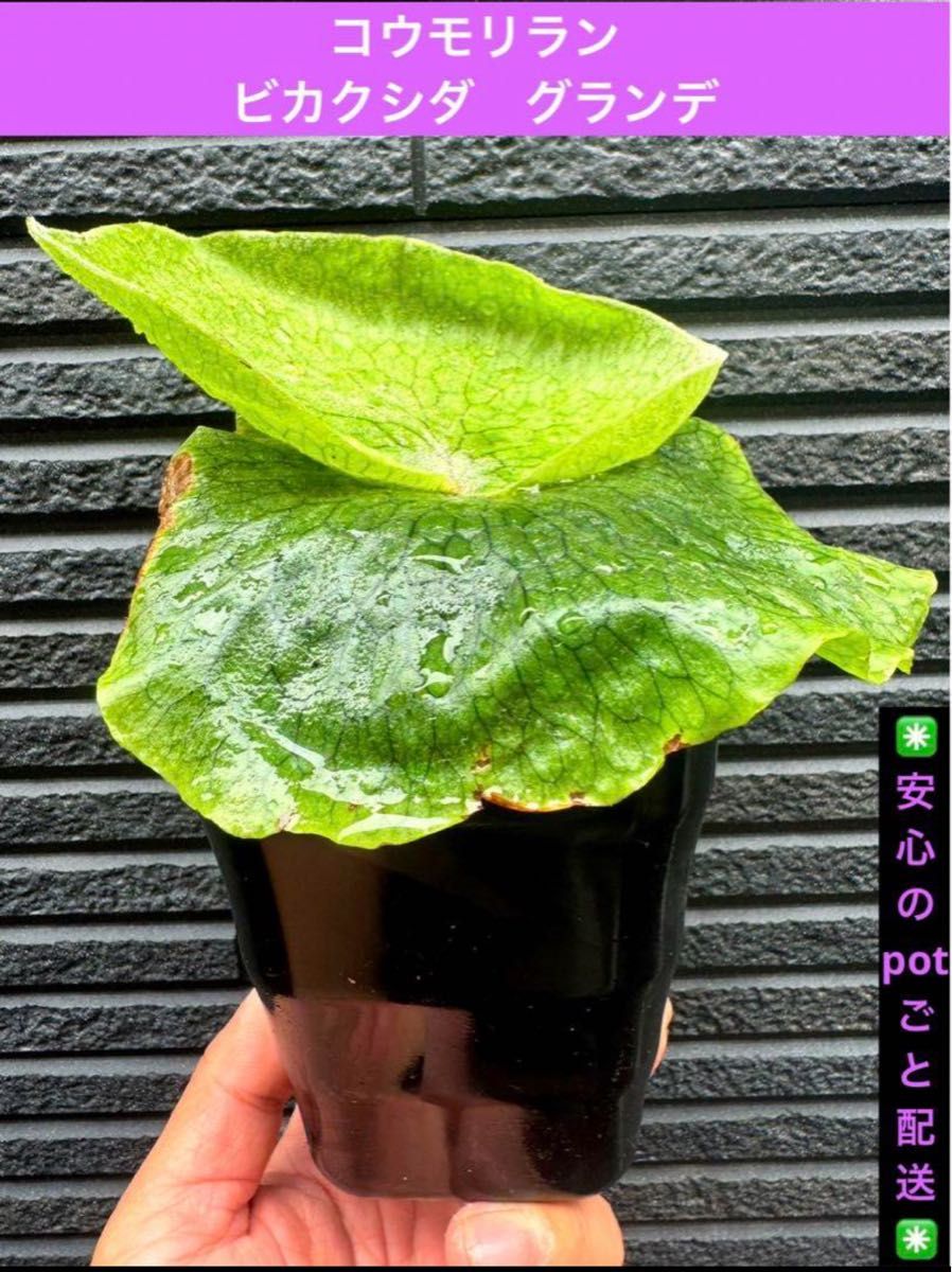 【ビカクシダ　グランデ　観葉植物　コウモリラン】　安心のpotごと配送！！