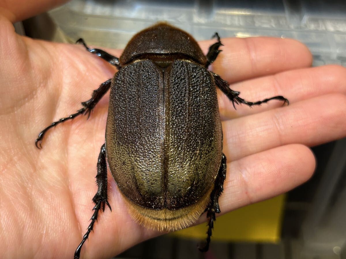 【K-7】DHヘラクレス(Ver.R・G.FOX-G・OAKS175)♀68.5㎜　優良血統　お勧め!_画像3