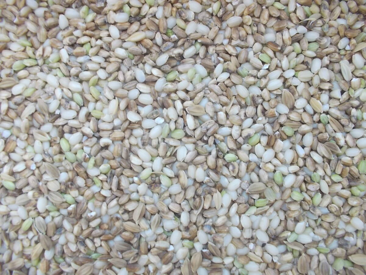 精米して規格外になったお米です 鳥の餌 動物のえさ 家畜のエサ 肥料 等 送料無料 重量約20kg前後 簡易梱包で発送 石やゴミ、虫の混入有の画像2