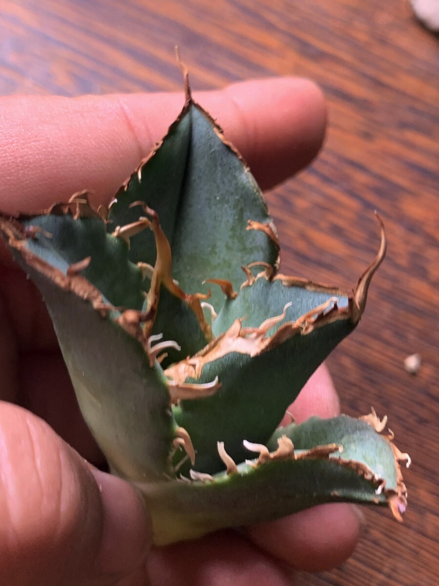 P631 多肉植物 アガベ チタノタAgave titanota ‘金剛狼’_画像2