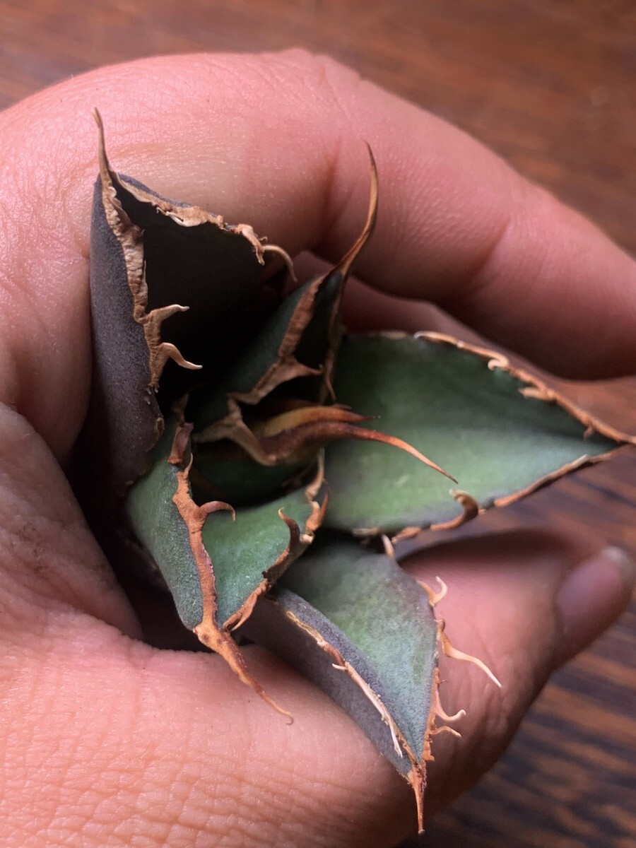 P688多肉植物 アガベ チタノタ Agave titanota ‘鬼爪’の画像6
