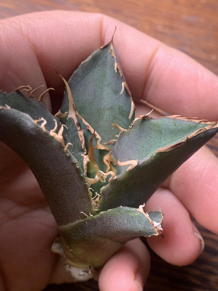 P735アガベ チタノタ Agave titanota ‘野火’_画像3