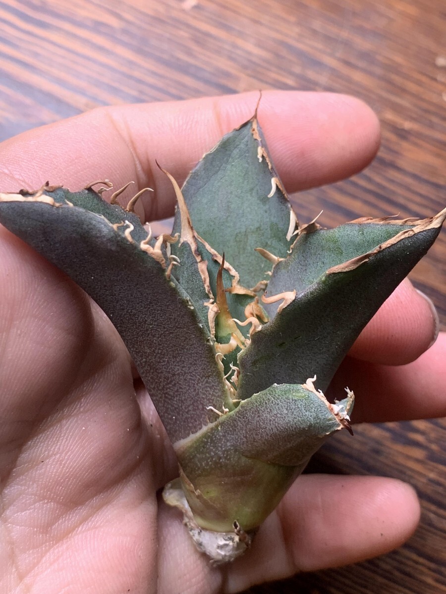 P735アガベ チタノタ Agave titanota ‘野火’_画像5