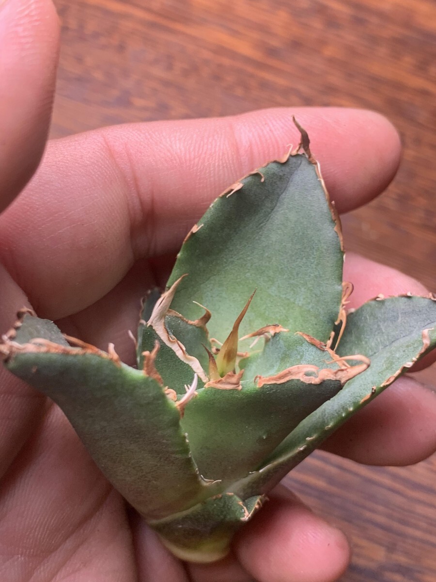 P799アガベ チタノタ Agave titanota ‘野火’の画像4