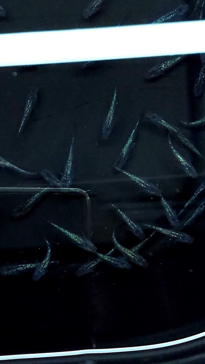 ヤフオク祭り【極み7】グロリアス サファイアメダカ 20匹セット2.5cm前後の成魚 未選別の画像6