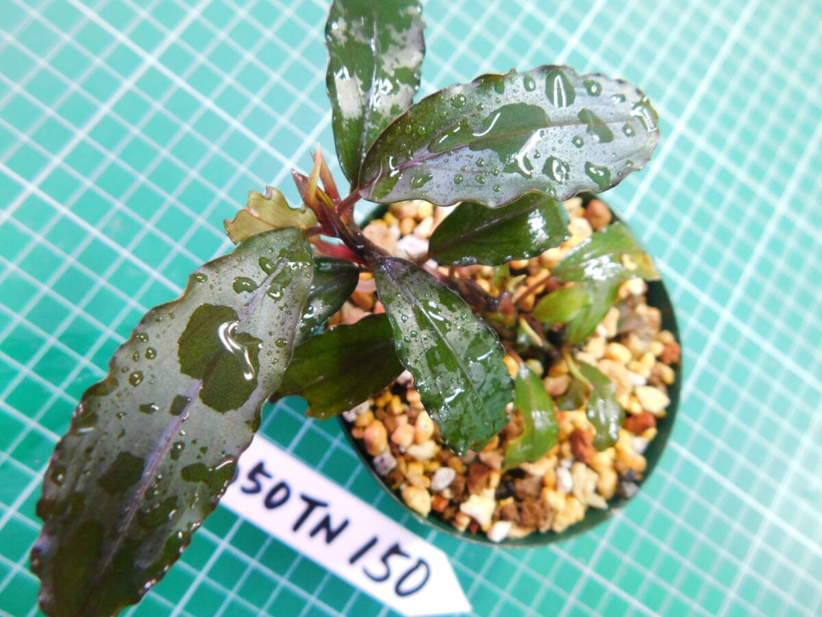 ◎1650TN150 （自家栽培）水草　　ブセファランドラ　Bucephalandra sp. Copper Leaf Sokan KN便_画像4