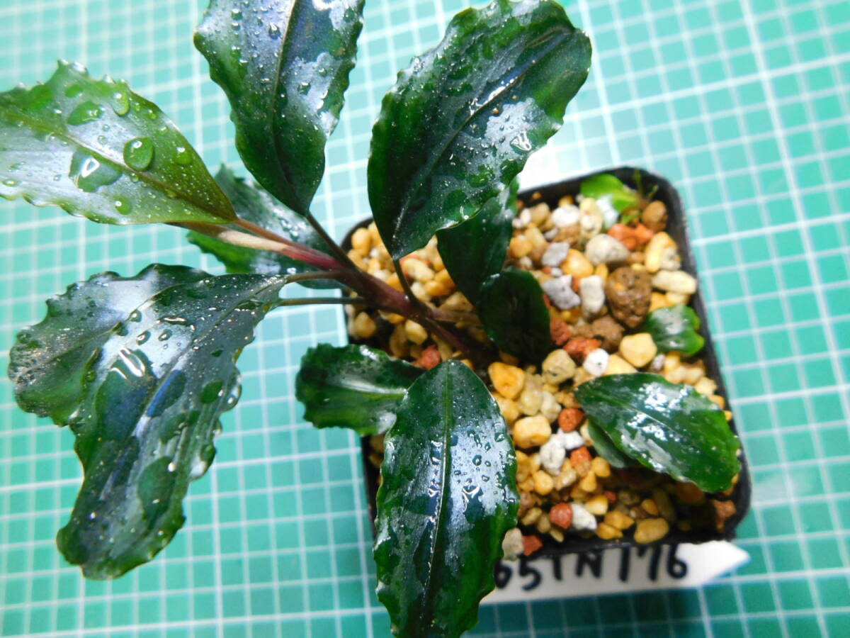 ◎1665TN176 （自家栽培）水草  ブセファランドラ Bucephalandra sp. Maia マイヤの画像1