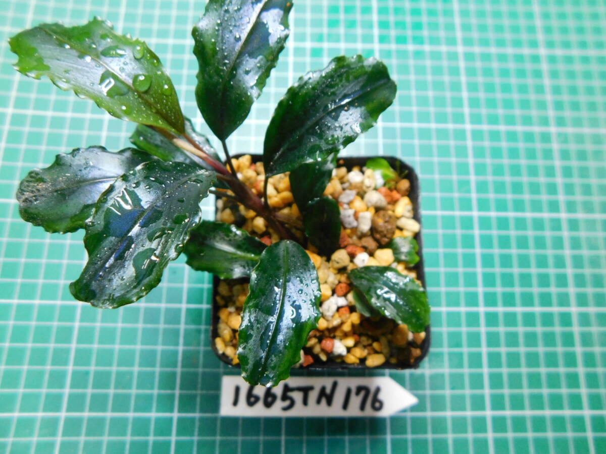 ◎1665TN176 （自家栽培）水草  ブセファランドラ Bucephalandra sp. Maia マイヤの画像3
