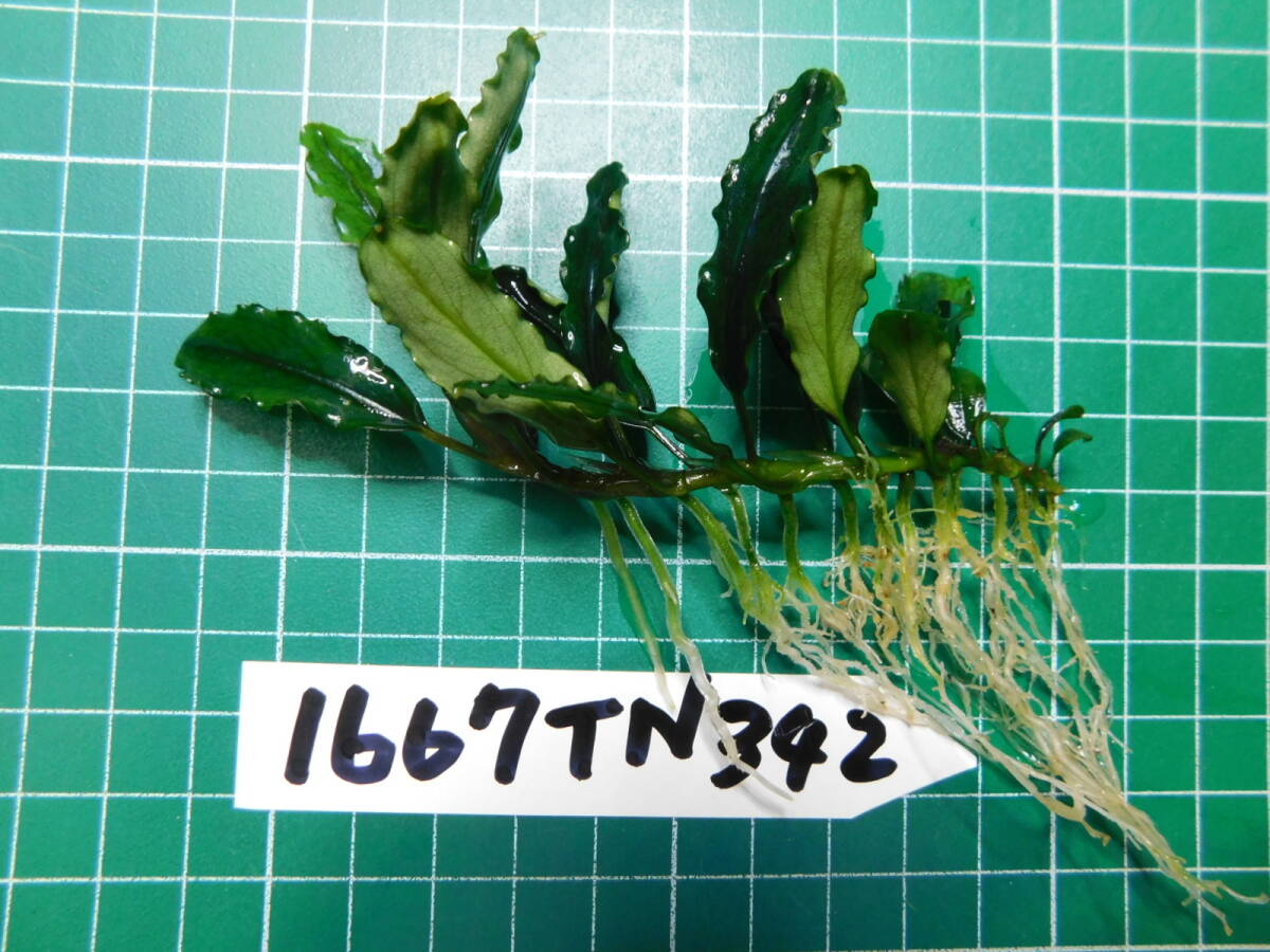 ◎1667TN342 （自家栽培）水草  ブセファランドラ Bucephalandra sp. Brownie Phantom Kn便①の画像2