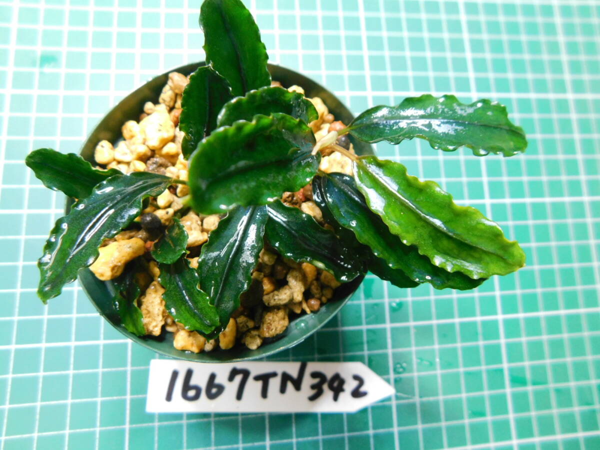 ◎1667TN342 （自家栽培）水草  ブセファランドラ Bucephalandra sp. Brownie Phantom Kn便①の画像3