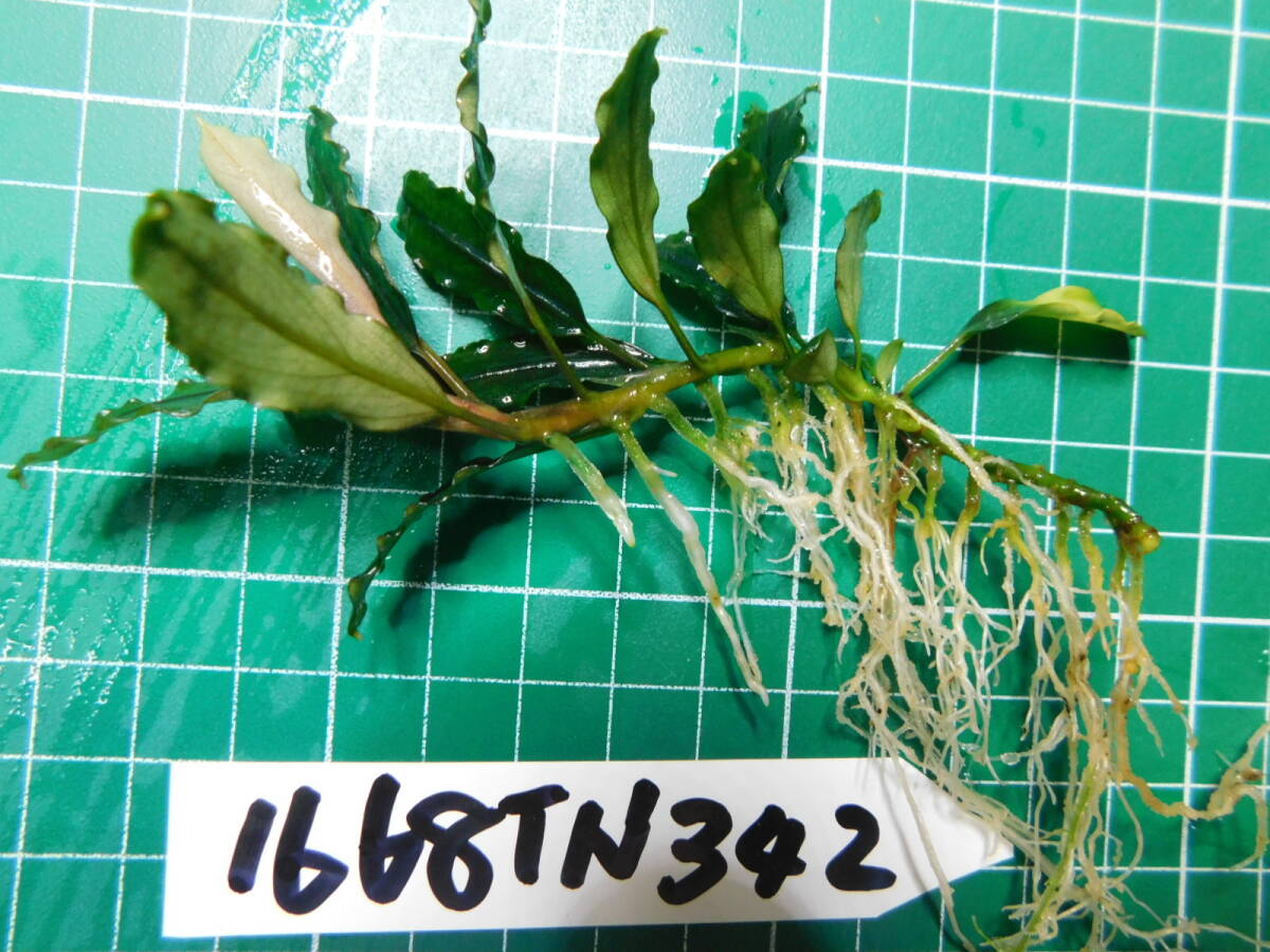 ◎1668TN342 （自家栽培）水草  ブセファランドラ Bucephalandra sp. Brownie Phantom Kn便②の画像2