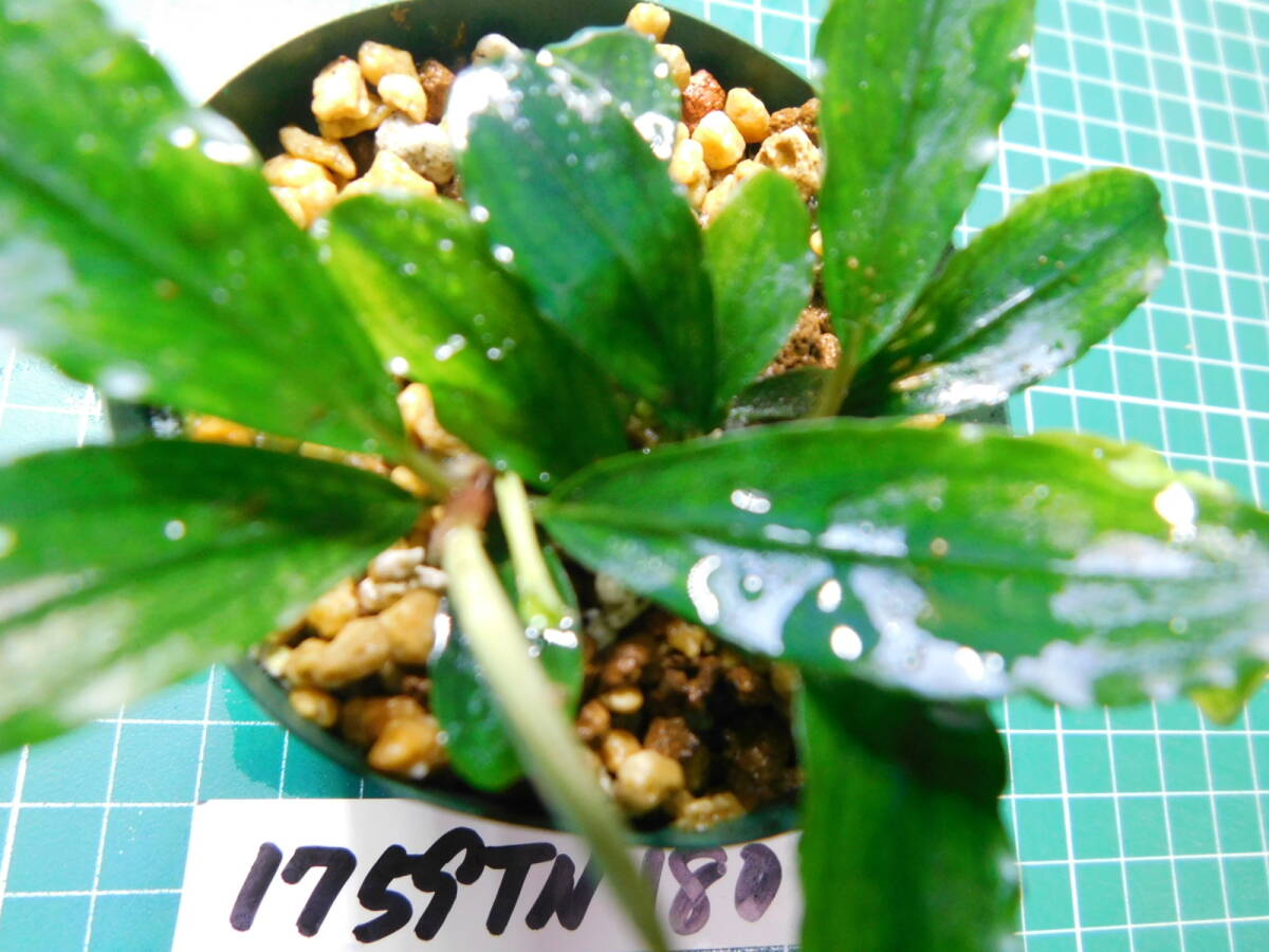 ◎1759TN180 （自家栽培）水草　　ブセファランドラ　Bucephalandra sp. Pina_画像1