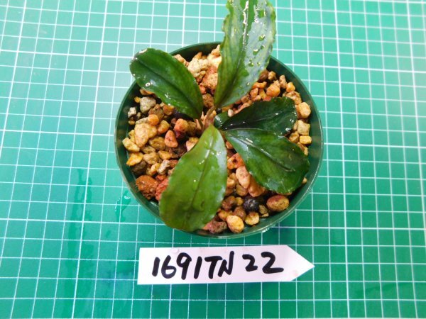 ◎1691TN22  (自家栽培）水草 ブセファランドラ Bucephalandra sp.Hadesの画像3