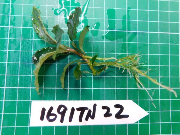 ◎1691TN22  (自家栽培）水草 ブセファランドラ Bucephalandra sp.Hadesの画像2