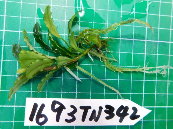 ◎1693TN342  (自家栽培）水草 ブセファランドラ Bucephalandra sp.Brownie Phantom Kn便②の画像2