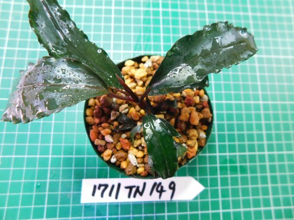 ◎1711TN149  (自家栽培）水草 ブセファランドラ Bucephalandra sp. Red Gaiaの画像3