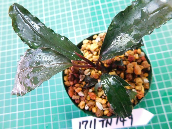 ◎1711TN149  (自家栽培）水草 ブセファランドラ Bucephalandra sp. Red Gaiaの画像4