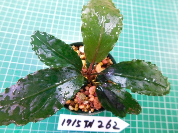 ◎1715TN262  (自家栽培）水草 ブセファランドラ Bucephalandra sp. ダークブルー①の画像1