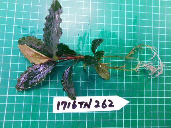 ◎1716TN262  (自家栽培）水草 ブセファランドラ Bucephalandra sp. ダークブルー②の画像2