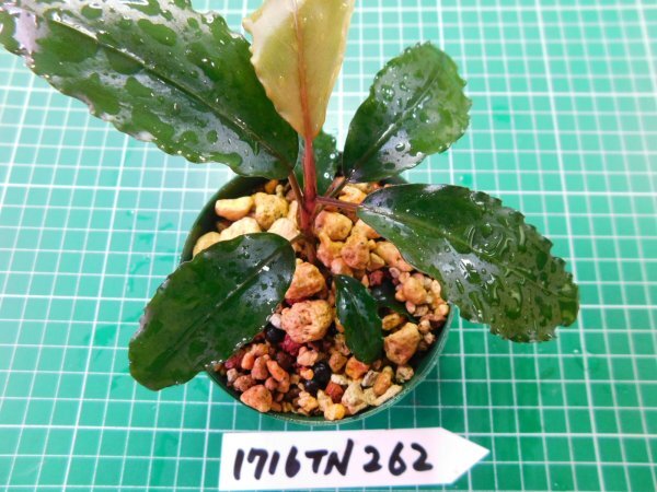 ◎1716TN262  (自家栽培）水草 ブセファランドラ Bucephalandra sp. ダークブルー②の画像4