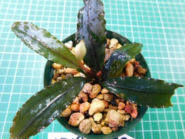 ◎1719TN150  (自家栽培）水草 ブセファランドラ Bucephalandra sp. Copper Leaf Sokan Kn便の画像1
