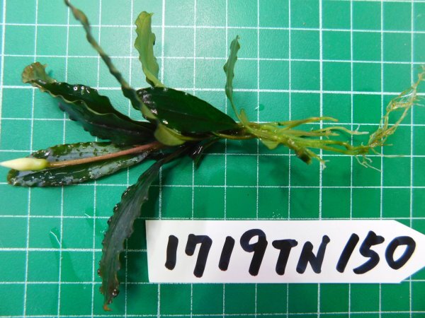 ◎1719TN150　 (自家栽培）水草　ブセファランドラ　Bucephalandra sp.　Copper Leaf Sokan Kn便_画像2