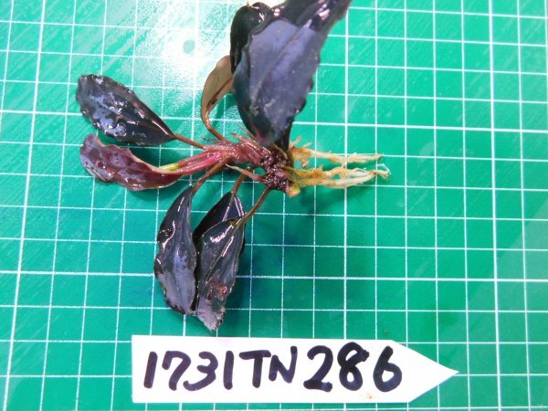 *1731TN286 ( собственный культивирование ) водоросли bsefa Land laBucephalandra sp.tia серебряный 