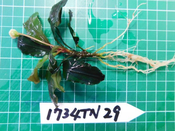 ◎1734TN29  (自家栽培）水草 ブセファランドラ Bucephalandra sp. Brownie Blueの画像2