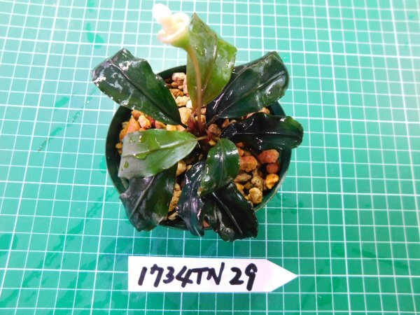 ◎1734TN29  (自家栽培）水草 ブセファランドラ Bucephalandra sp. Brownie Blueの画像3