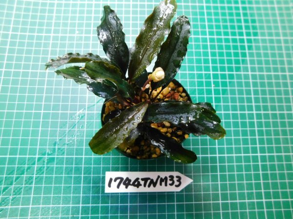 ◎1744TNM33　 (自家栽培）水草　ブセファランドラ　Bucephalandra sp.　不明TNM33_画像2