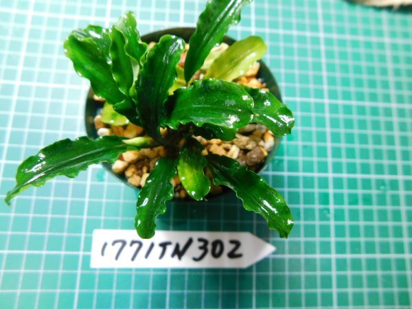 ◎1771TN302　 (自家栽培）水草　ブセファランドラ　Bucephalandra sp.　Sintang Kayulapis Type2 LA便①_画像3