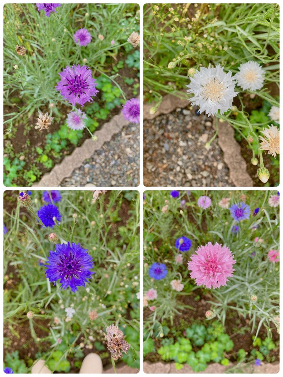 矢車草 ニゲラ 花の種