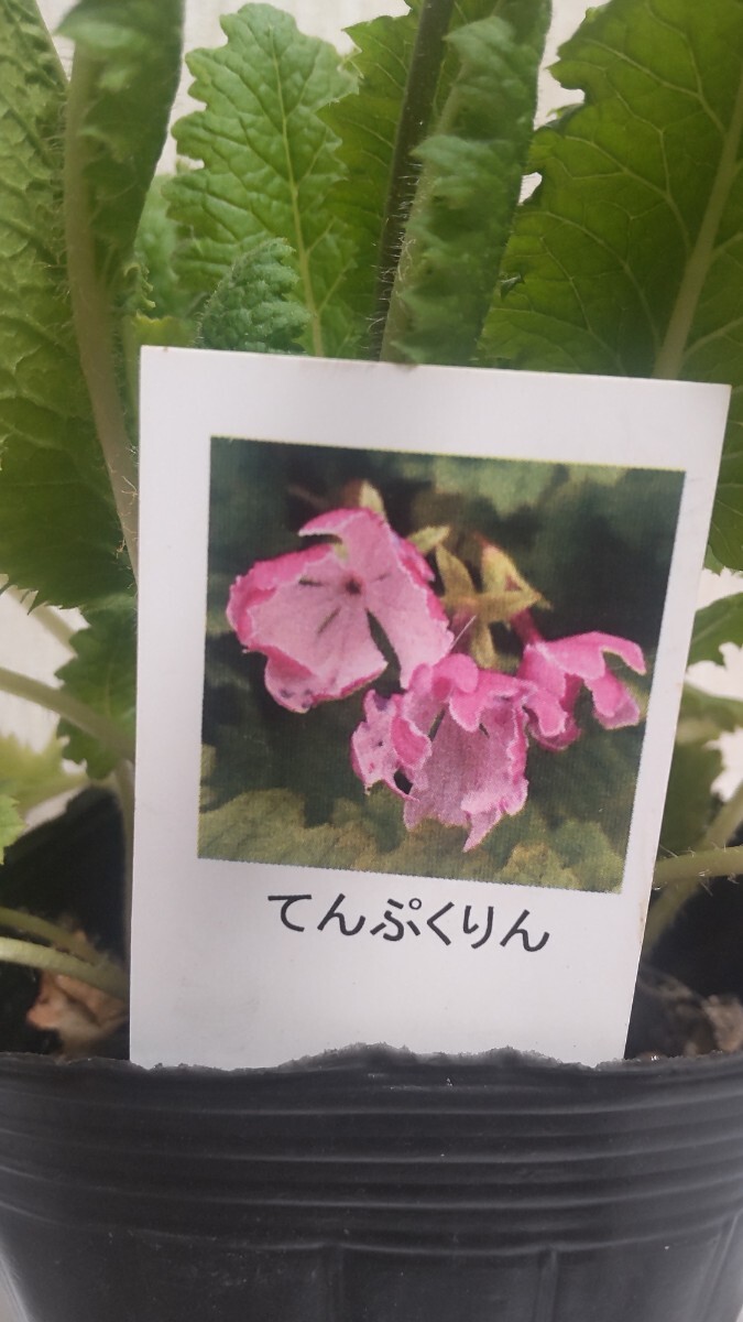 「てんぷくりん」日本桜草 濃桃色 表白 サクラソウ さくらそう  銘品桜草の画像1