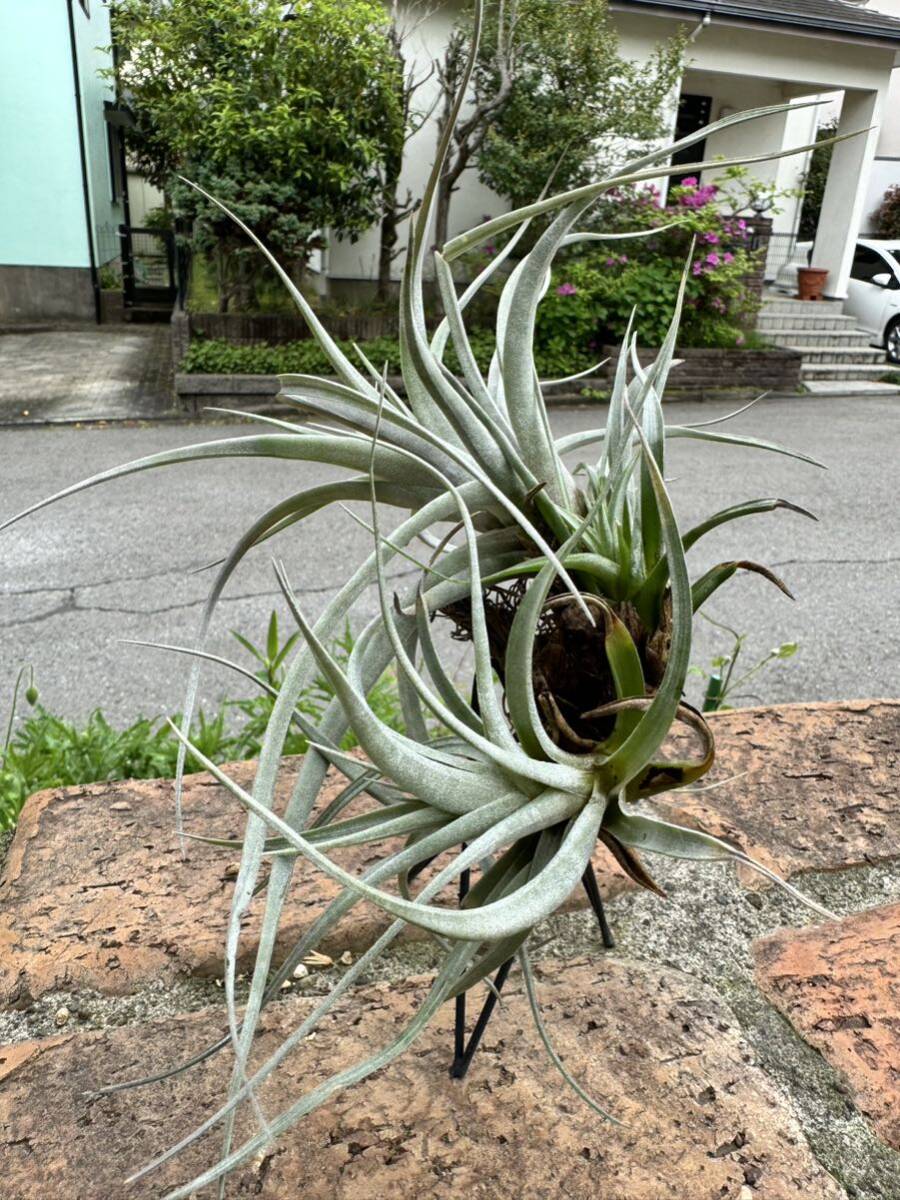 チランジア ハリシー　クランプ　Tillandsia エアプランツ _画像2