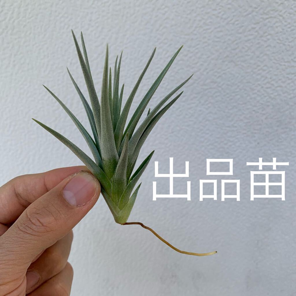 Tillandsia hyb \'Holms alberose\' (albertiana x roseiflora)ti Ran jia hybrid ( succulent plant decorative plant chi Ran jia air plant )