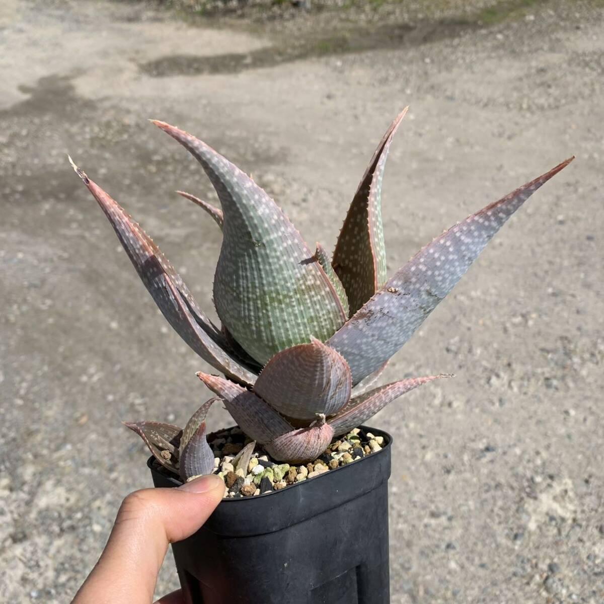 01 Aloe deltoideodontahybアロエ デルトイデオドンタ ハイブリッド 実生（多肉植物 観葉植物 hybrid）_画像3